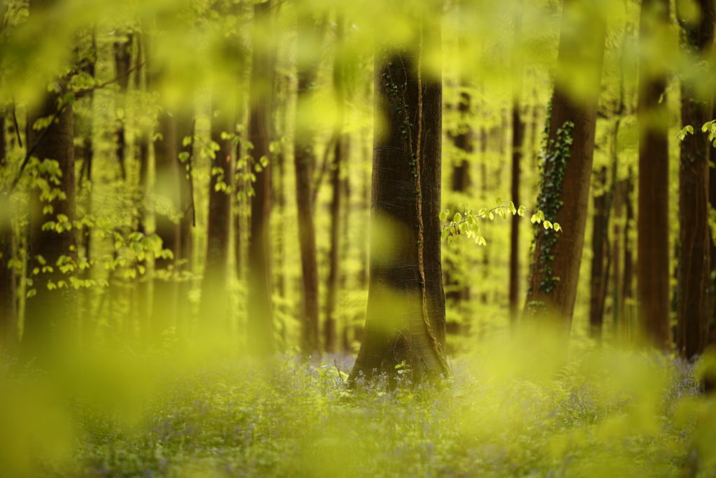 Un oeil sur la Nature | BELGIQUE – Hallerbos – Bois de Hal