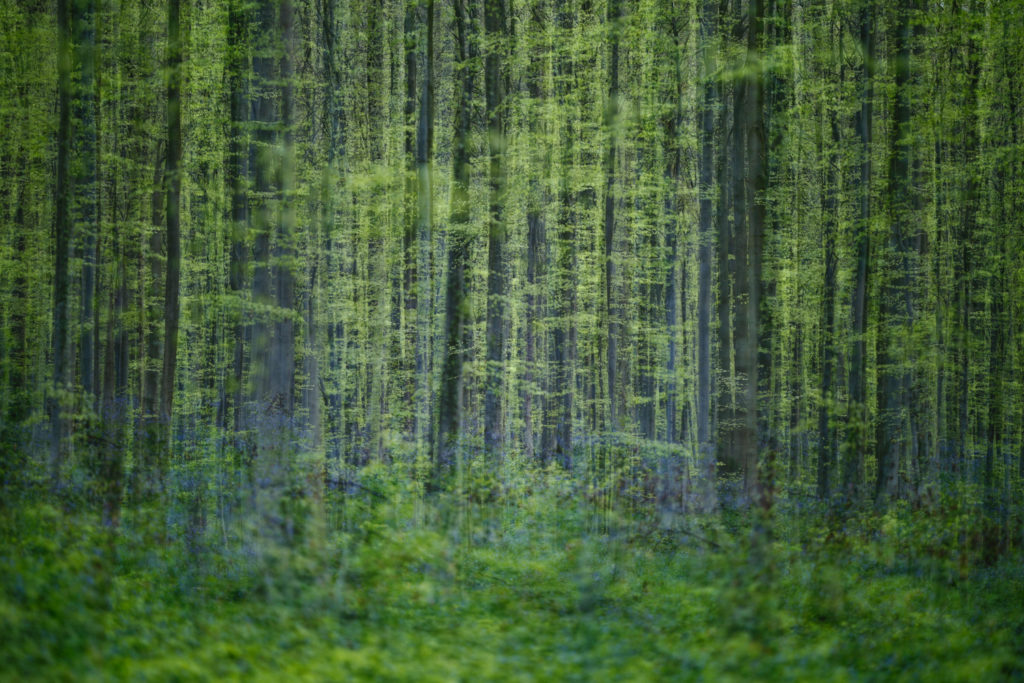 Un oeil sur la Nature | BELGIQUE – Hallerbos – Bois de Hal