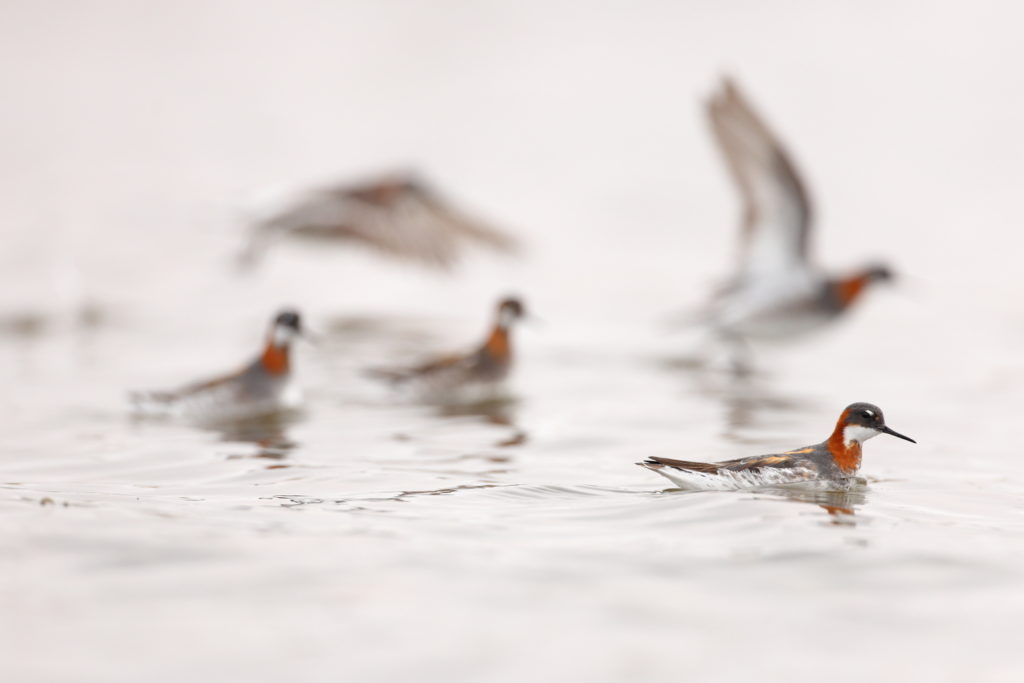 Un oeil sur la Nature | NORVÈGE – Oiseaux du Varanger