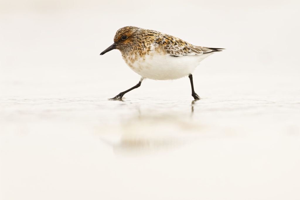 Un oeil sur la Nature | NORVÈGE – Oiseaux du Varanger