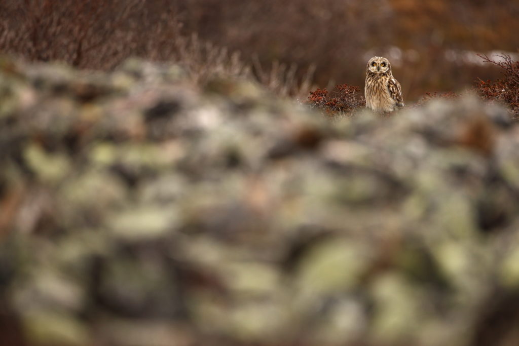 Un oeil sur la Nature | NORVÈGE – Oiseaux du Varanger