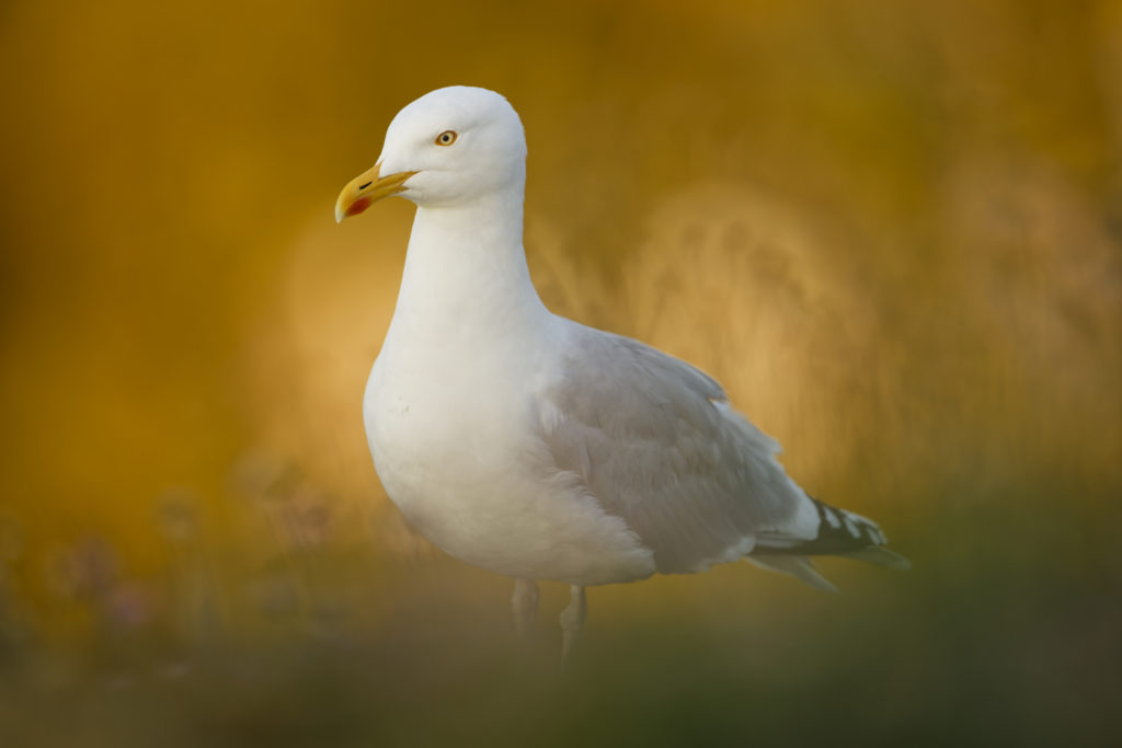 Un oeil sur la Nature | ÉCOSSE – Les oiseaux marins de la Côte Est