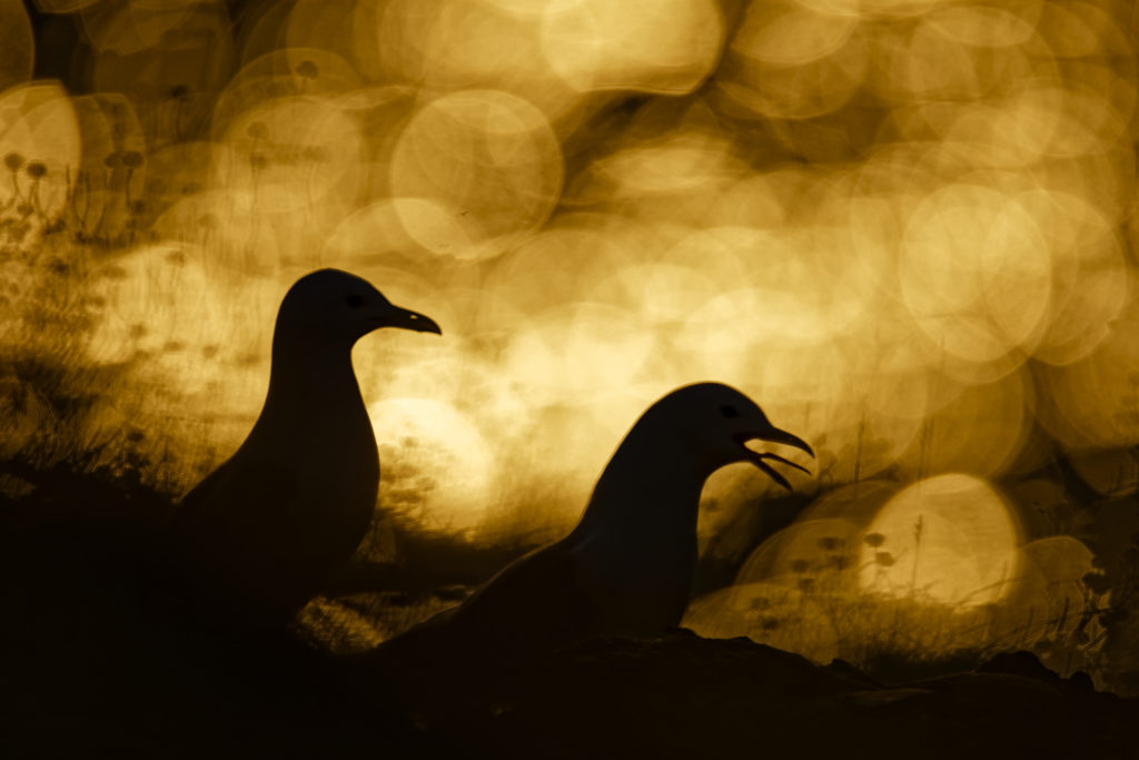 Un oeil sur la Nature | ÉCOSSE – Les oiseaux marins de la Côte Est