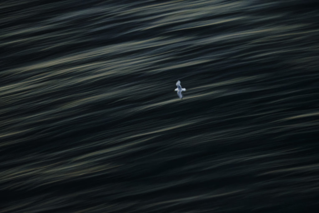 Un oeil sur la Nature | ÉCOSSE – Les oiseaux marins de la Côte Est