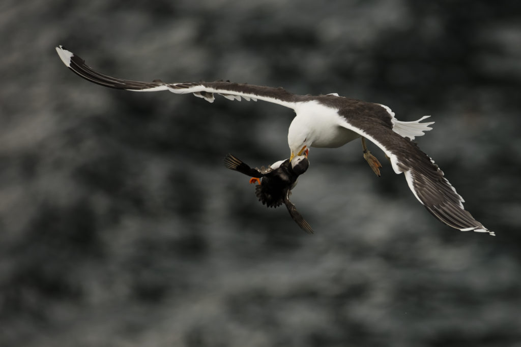 Un oeil sur la Nature | ÉCOSSE – Les oiseaux marins de la Côte Est