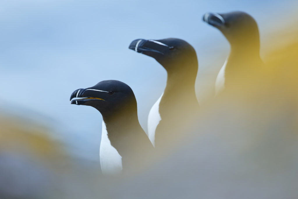 Un oeil sur la Nature | ÉCOSSE – Les oiseaux marins de la Côte Est