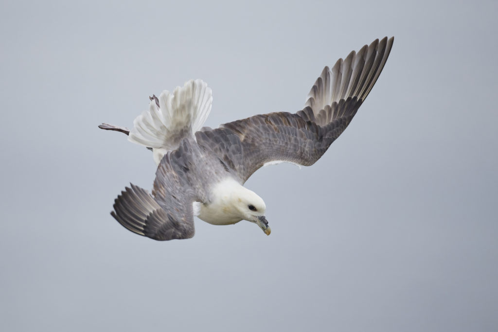 Un oeil sur la Nature | ÉCOSSE – Les oiseaux marins de la Côte Est