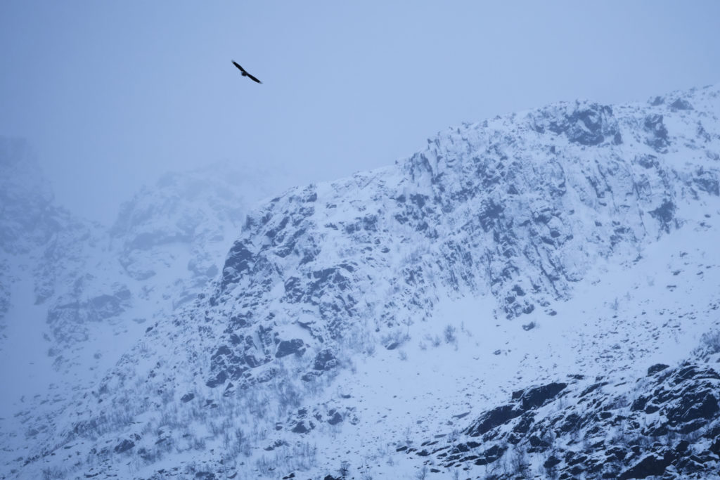 Un oeil sur la Nature | NORVÈGE – Orques en voilier