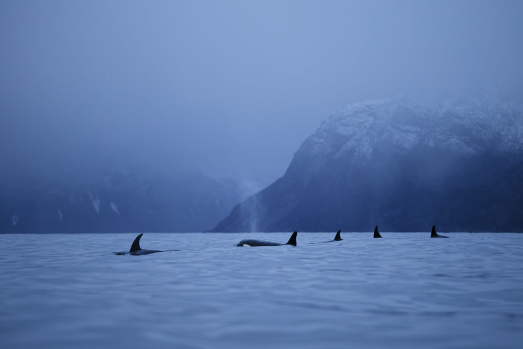 Un oeil sur la Nature | NORVÈGE – Orques en voilier