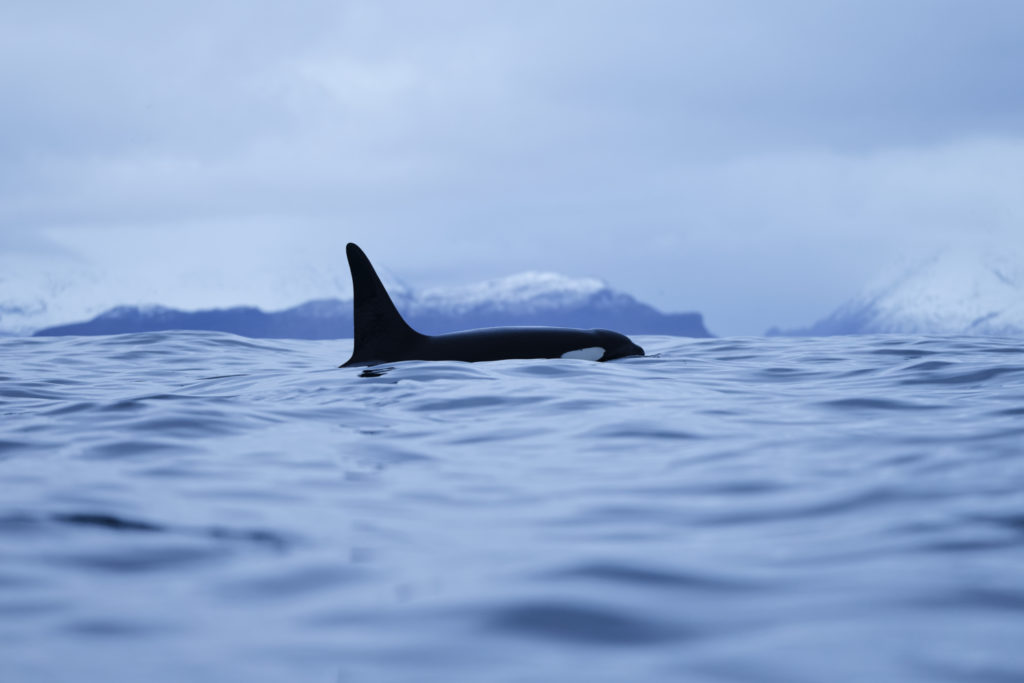 Un oeil sur la Nature | NORVÈGE – Orques en voilier