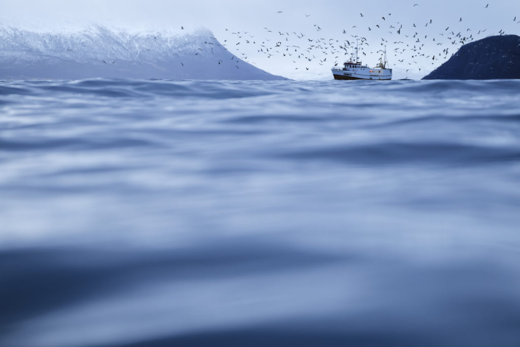 Un oeil sur la Nature | NORVÈGE – Orques en voilier